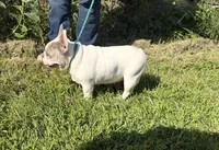 Chyna(Russian Import), a female French Bulldog for sale in Locust Grove, OK – 2 of 2