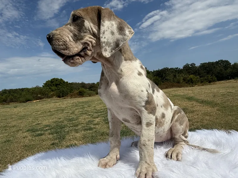 Scarlette(Euro Brindlequin) – Great Dane puppy for sale in Locust Grove, OK