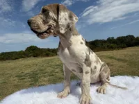 Scarlette(Euro Brindlequin), a female Great Dane for sale in Locust Grove, OK – 1 of 1