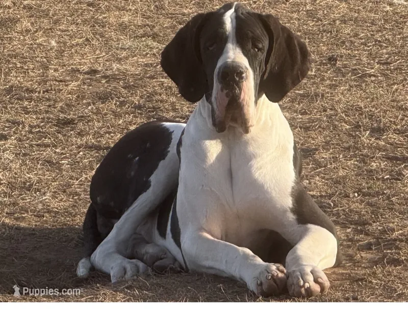 Import  – Great Dane puppy for sale in Locust Grove, OK