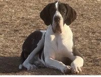 Import , a female Great Dane for sale in Locust Grove, OK – 1 of 1