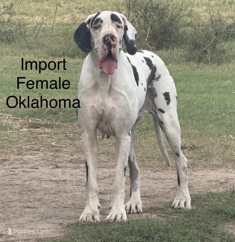 Katrin Full Euro Import