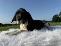 Daria(Full Euro Mantle), a female Great Dane for sale in Locust Grove, OK – 2 of 2
