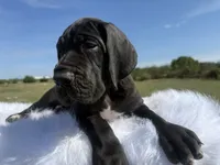Mia(Full Euro Amazing Female!!!), a female Great Dane for sale in Locust Grove, OK – 2 of 7