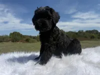 James(champion sire/ w/tail), a male Giant Schnauzer for sale in Locust Grove, OK – 7 of 7