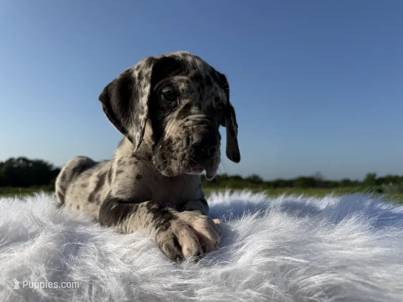 Zeus (Full euro) – Great Dane puppy for sale in Locust Grove, OK