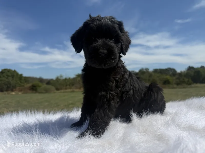 Fia(Champion Sire) – Giant Schnauzer puppy for sale in Locust Grove, OK