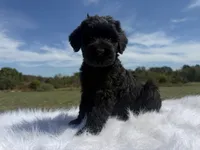 Fia(Champion Sire), a female Giant Schnauzer for sale in Locust Grove, OK – 1 of 1
