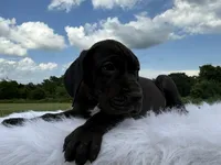 Wendy(Full Euro), a female Great Dane for sale in Locust Grove, OK – 1 of 1