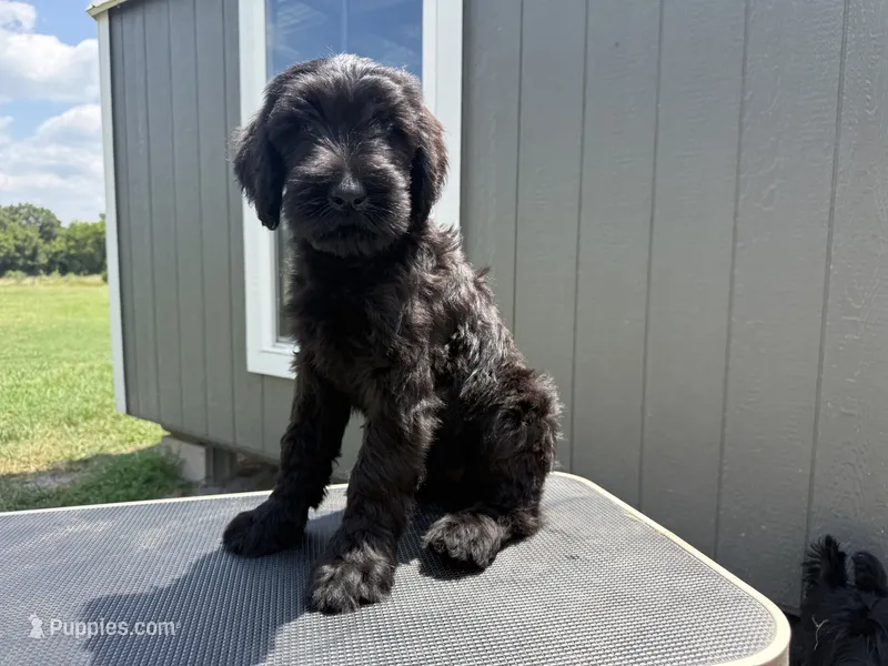 Diego(Champion parents) – Giant Schnauzer puppy for sale in Locust Grove, OK