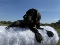 Mia(Full Euro Amazing Female!!!), a female Great Dane for sale in Locust Grove, OK – 3 of 7