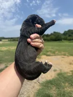 Val(Full Euro), a female Great Dane for sale in Locust Grove, OK – 3 of 3