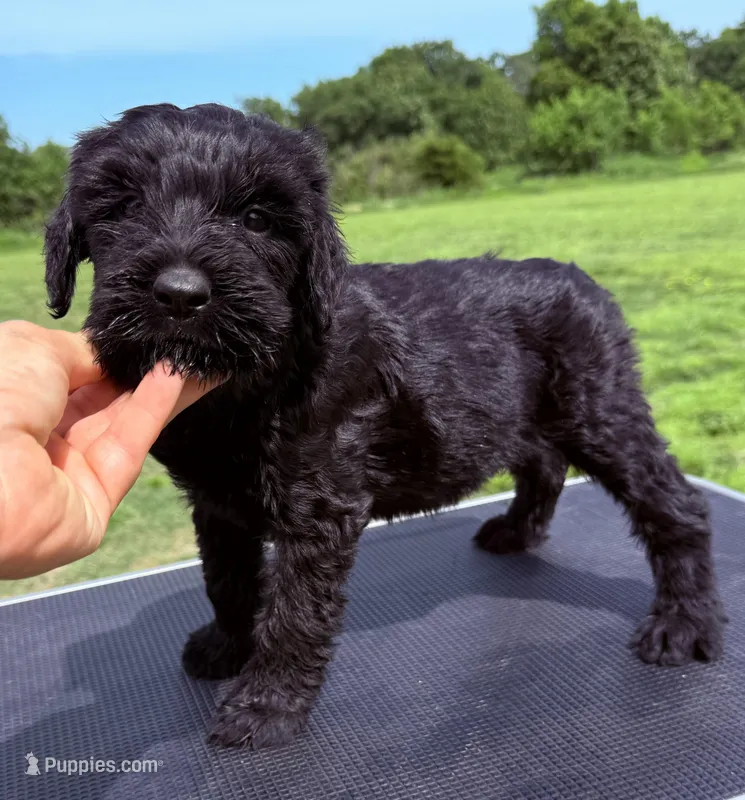 Nina(Imported Champion Parents) – Giant Schnauzer puppy for sale in Locust Grove, OK