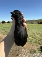 Nina(Imported Champion Parents), a female Giant Schnauzer for sale in Locust Grove, OK – Photo 3 of 4