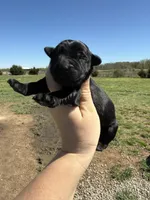 Nina(Imported Champion Parents), a female Giant Schnauzer for sale in Locust Grove, OK – Photo 2 of 4