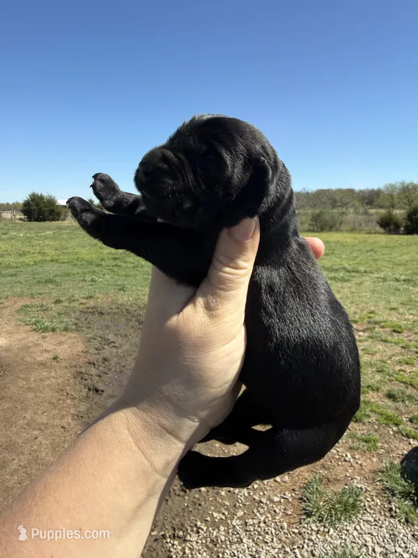 Nina(Imported Champion Parents) – Giant Schnauzer puppy for sale in Locust Grove, OK