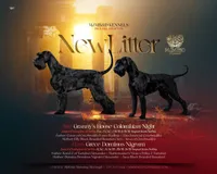 Nina(Imported Champion Parents), a female Giant Schnauzer for sale in Locust Grove, OK – Photo 4 of 4