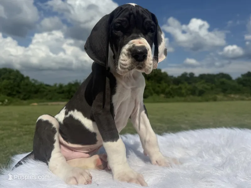 Lycan(Full Euro) – Great Dane puppy for sale in Locust Grove, OK