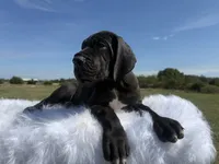 Mia(Full Euro Amazing Female!!!), a female Great Dane for sale in Locust Grove, OK – 7 of 7
