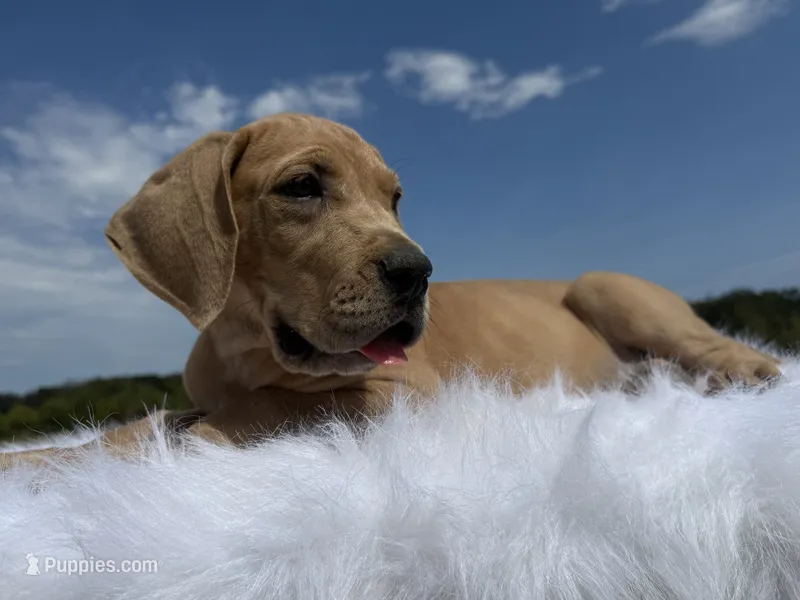 Milo(Euro) – Great Dane puppy for sale in Locust Grove, OK
