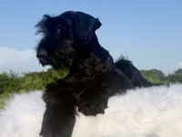 Mario(Champion Import Parents), a male Giant Schnauzer for sale in Locust Grove, OK – 3 of 5