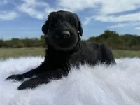 Ronaldo (Top Bloodlines), a male Giant Schnauzer for sale in Locust Grove, OK – 4 of 5