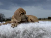 Remus(Euro) Blue fawn, a male Great Dane for sale in Locust Grove, OK – Photo 3 of 3