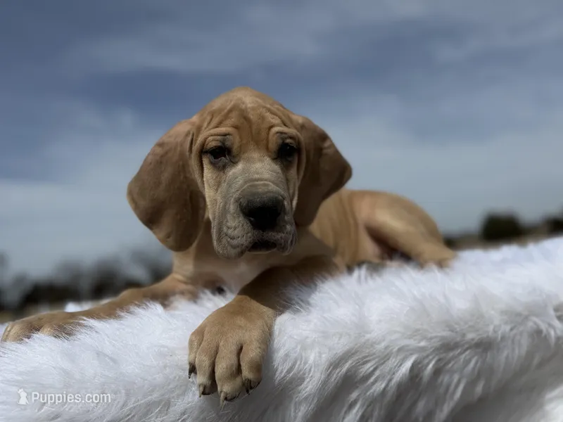 Remus(Euro) Blue fawn