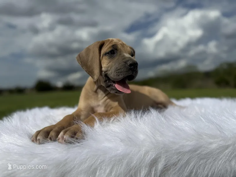Jenny(Full Euro)  – Great Dane puppy for sale in Locust Grove, OK