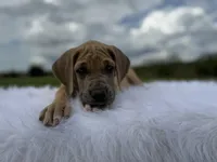 Jenny(Full Euro) , a female Great Dane for sale in Locust Grove, OK – Photo 2 of 2