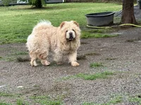 Imported Parents, a  Chow Chow for sale in Locust Grove, OK – 4 of 4