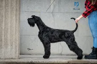 Cici (Serbian Import Champion), a female Giant Schnauzer for sale in Locust Grove, OK – 1 of 3