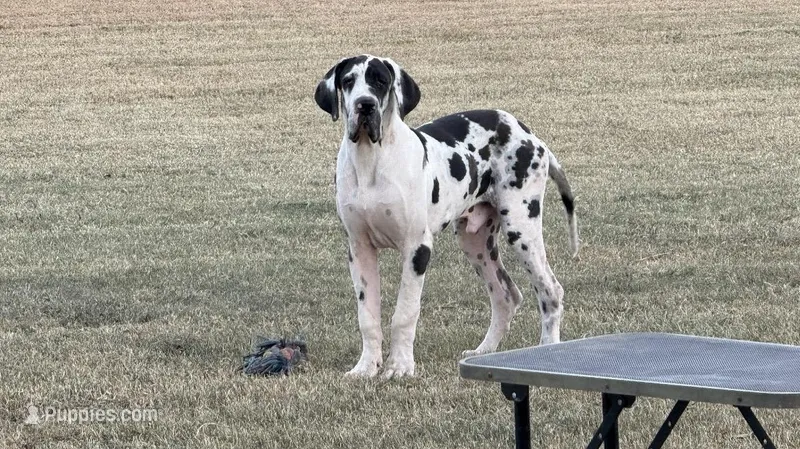 Palladin(Import) – Great Dane puppy for sale in Locust Grove, OK