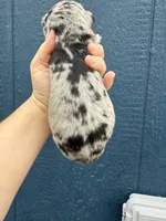 Zeus (Full euro), a male Great Dane for sale in Locust Grove, OK – Photo 4 of 5