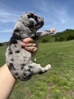 Zeus (Full euro), a male Great Dane for sale in Locust Grove, OK – 4 of 4
