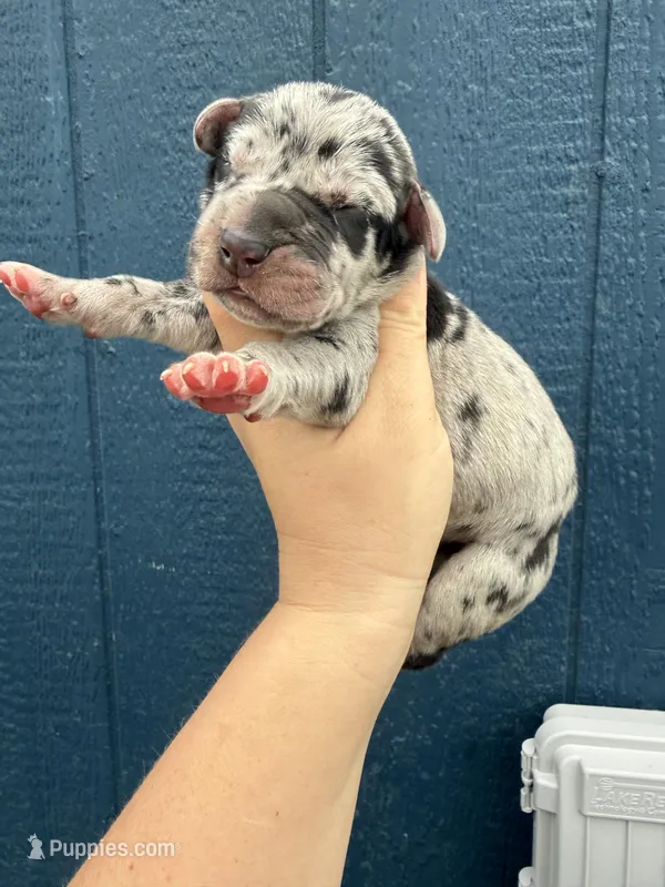 Zeus (Full euro) – Great Dane puppy for sale in Locust Grove, OK