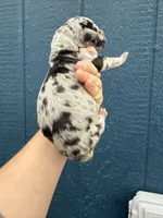 Zeus (Full euro), a male Great Dane for sale in Locust Grove, OK – Photo 2 of 5