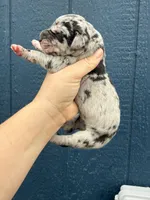 Zeus (Full euro), a male Great Dane for sale in Locust Grove, OK – Photo 5 of 5