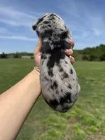 Zeus (Full euro), a male Great Dane for sale in Locust Grove, OK – 3 of 4