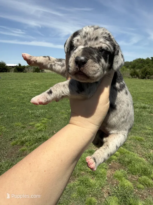 Zeus (Full euro) – Great Dane puppy for sale in Locust Grove, OK