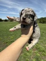 Zeus (Full euro), a male Great Dane for sale in Locust Grove, OK – 1 of 4