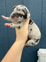 Zeus (Full euro), a male Great Dane for sale in Locust Grove, OK – Photo 3 of 5