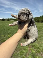 Zeus (Full euro), a male Great Dane for sale in Locust Grove, OK – 2 of 4