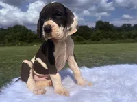 Lycan(Full Euro), a male Great Dane for sale in Locust Grove, OK – 3 of 4
