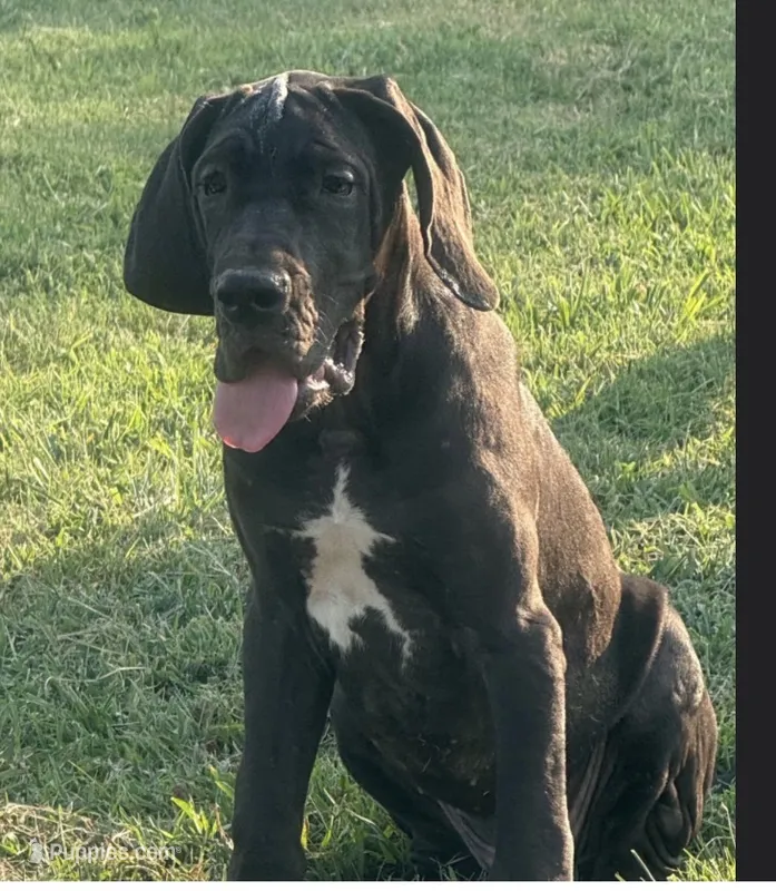 Matilda(Euro) – Great Dane puppy for sale in Locust Grove, OK