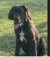 Matilda(Euro), a female Great Dane for sale in Locust Grove, OK – 1 of 1