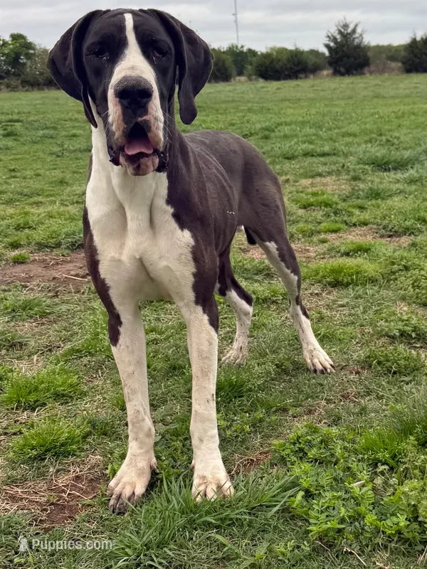 Gia(FullEuro) – Great Dane puppy for sale in Locust Grove, OK
