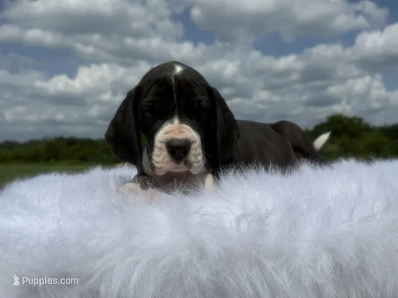 Jane (Full Euro) – Great Dane puppy for sale in Locust Grove, OK