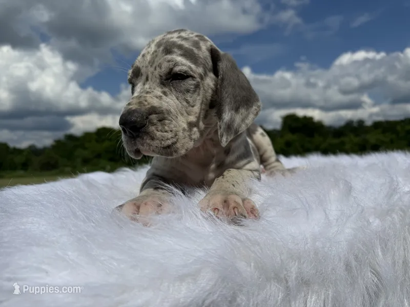 Lyla (Full Euro) – Great Dane puppy for sale in Locust Grove, OK