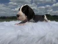 Vince (Full Euro) , a male Great Dane for sale in Locust Grove, OK – 2 of 2